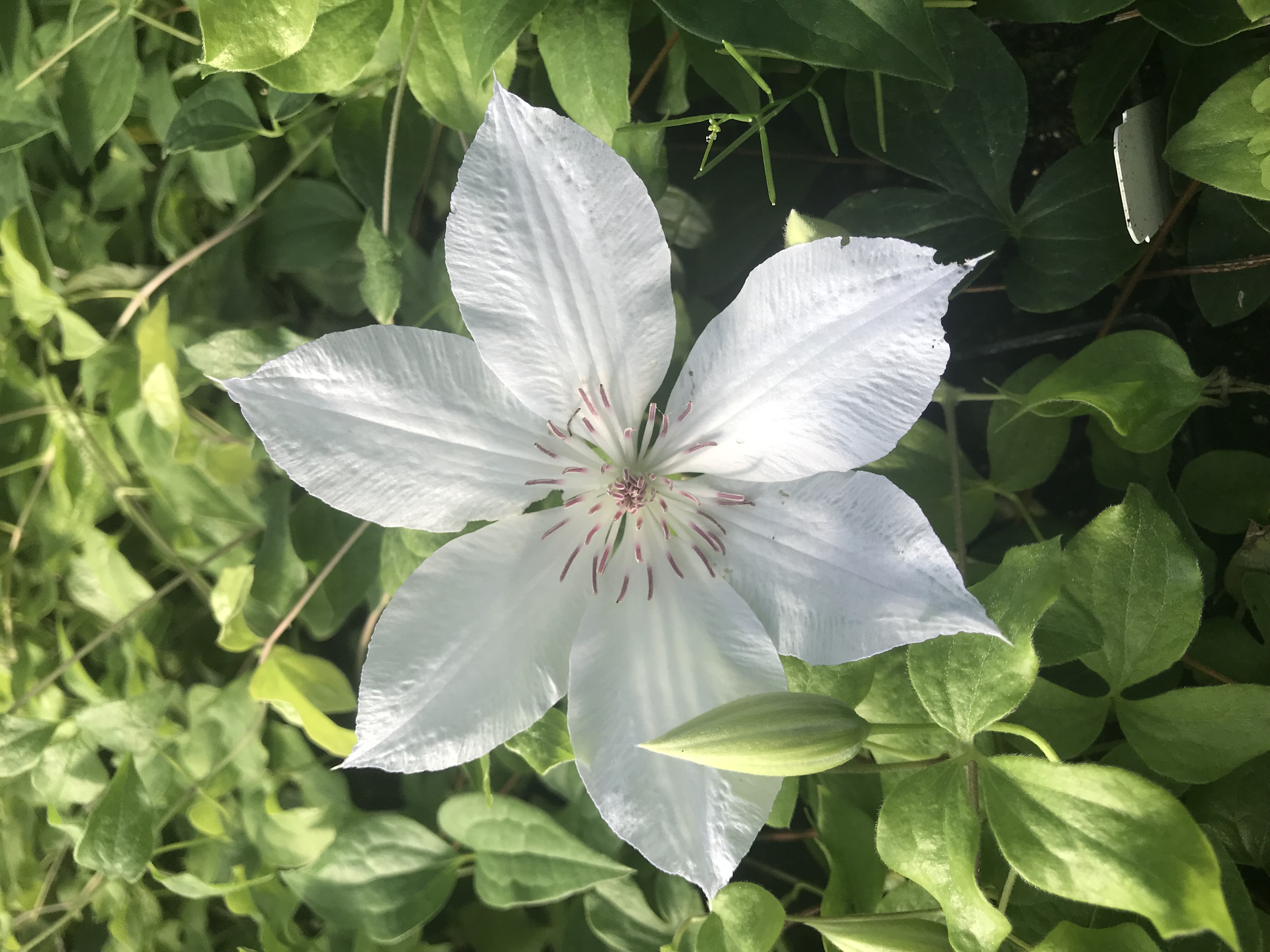 Tracy Lee Clematis Vine - White Flowers - 2.5